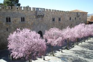 a row of trees with pink flowers in front of a building at VUT Plaza de la Fruta in Avila