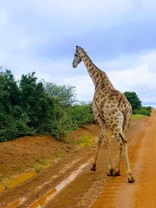 Animales en el tented camp o alrededores