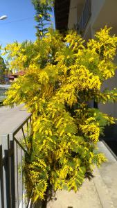 un albero giallo con fiori gialli su una recinzione di La Magnolia ad Alba