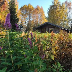 un jardín con flores púrpuras frente a una cabaña en Cabin on Husky Farm, en Strömsund