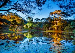 a pond in the middle of a forest at night at Sensom Luxury Boutique Bed and Breakfast in Coffs Harbour