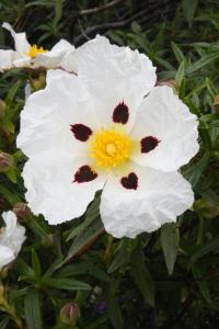 un grupo de flores blancas con un centro amarillo en El Esguízaro, en Berzosa del Lozoya