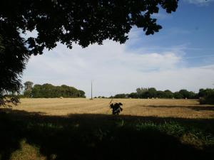 a cow standing in the middle of a field at Beautiful house with modern interior in Plounéventer