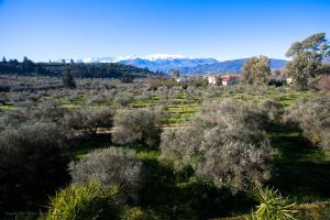 an agricultural field with trees and mountains in the background at Villa Levanta in Arménoi