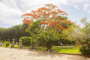 uma árvore com flores de laranja num parque em Hotel Parque do Sol em Parnamirim