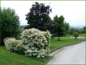 Gallery image of Tenuta di Costa Prà in Clavesana