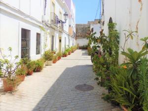 タリファにあるNuevo Sobradoの鉢植えの小路