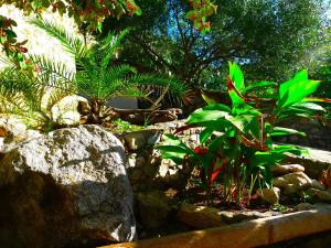 a garden with some plants and rocks and trees at A ChiOsella in Corbara