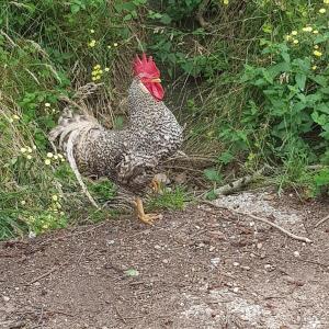 un pollo parado en el suelo en la hierba en Casa Rural Pocotrigo, en Linares