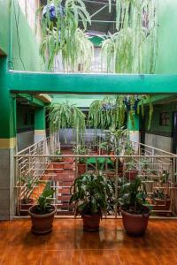 uma sala cheia de vasos de plantas num edifício em Hotel Landivar Zona 7 em Guatemala