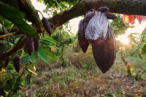 a tree with a bunch of bananas hanging from it's branches at Finca Amistad Cacao Lodge in Bijagua