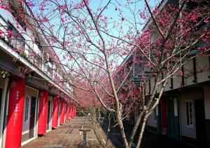 a row of buildings with pink flowering trees on a street at Sanyi Wei Wei Feng B&B in Sanyi