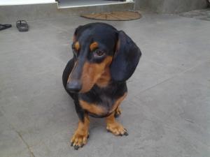 um cão preto e castanho sentado no chão em Bon Accord Mirissa em Mirissa