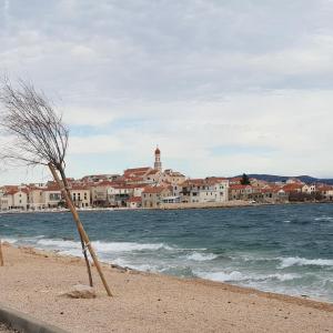 un árbol sentado en la playa cerca del agua en ZEN MURTER Mobil home en Betina