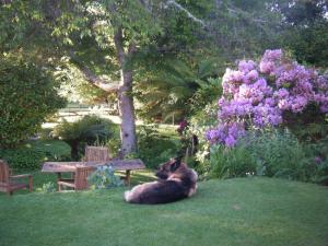 um gato deitado na relva ao lado de um banco em TWYNHAM at Kinloch em Kinloch