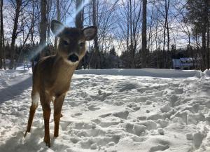 a deer standing in the snow at Le Sous-Bois (Les Manoirs) Mont-Tremblant in Mont-Tremblant