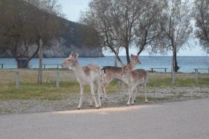 Άλλα ζώα σε αυτό το διαμέρισμα ή στη γύρω περιοχή