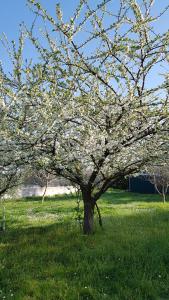 uma árvore num campo com flores em Guest house Il Nido em Velletri