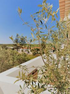 a plant in front of a house with a view at Pure Fonte Velha B&B in Vila do Bispo