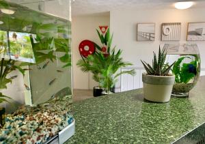 黄金海岸奥特雷格伯利度假村的一间有鱼缸的房间和一个植物台面 更多37张照片
