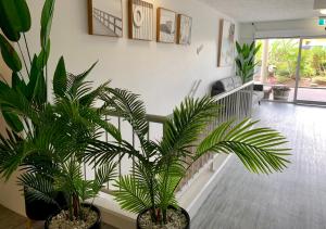 a room with two palm trees in large pots at Outrigger Burleigh in Gold Coast