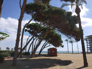 ラ・ピネーダにあるAgradable apartamento en Playa La Pineda (Tarragona)のヤシの木が生える浜辺の小さな赤い小屋