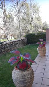 ルビエロス・デ・モラにあるLa Terraza-Rubielos de Moraの庭に植物を植えた大きな花瓶