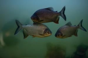 Zvířata v hotelu nebo okolí