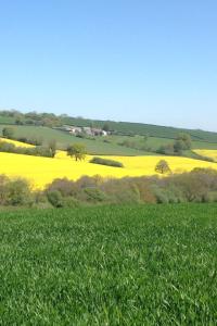 a green field with a yellow rapeseed field at Harepath Farm Cottages 1 in Exeter