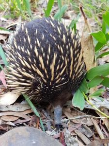 a hedgehog walking on the ground at The Nature Resort Villas in Cowes
