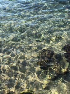 a close up of the crystal clear water at B&B Anirè in Taranto