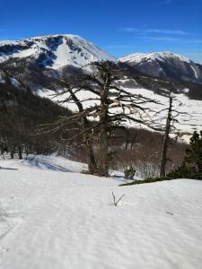 un árbol en la nieve frente a una montaña en B&B Le Ginestre, en Viggianello