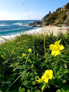 a group of yellow flowers in the grass near the beach at L'Agave in Ricadi