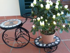 A garden outside Villa Monica
