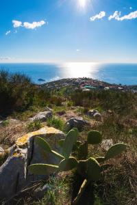 een plant bovenop een heuvel bij de oceaan bij Agriturismo Fattoria Terranova in SantʼAgata sui Due Golfi