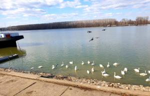a flock of white birds in the water at Apartment Centar Exclusive Smederevo in Smederevo