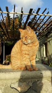 an orange cat is sitting on a ledge at Aperi View in Karpathos