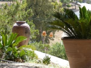 two large pots with plants in a garden at Aperi View in Karpathos