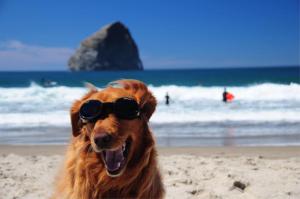 a dog wearing sunglasses sitting on the beach at Inn at Cape Kiwanda in Pacific City