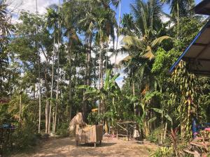 Phumĭ Trach Pôk (2)的住宿－Chansor Community Homestay 20，一条土路里的一束棕榈树