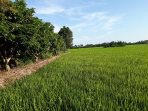een veld van groen gras naast een boom bij An Loc Motel in Vĩnh Long