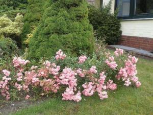 einen Garten mit rosa Rosen vor einem Haus in der Unterkunft Ferienhaus Alte Straße in Bad Zwischenahn