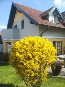 ein gelber Busch vor einem Haus in der Unterkunft Vronis-Apartment in Stephanshart