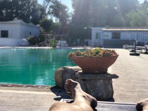 Basen w obiekcie Hotel Al Bosco lub w pobliżu