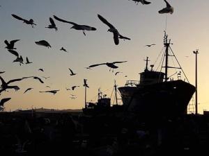 Foto sihtkohas Essaouira asuva majutusasutuse Résidence La Galiote galeriist