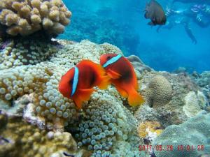 two fish on a coral reef in the ocean at Haven Seaview Homestay in Lanyu