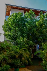 a large green tree in front of a building at THE KING APARTMENT in Hikkaduwa