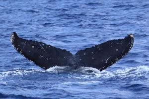 a tail of an animal in the water at Shima Stay holoholo in Zamami