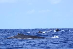two whales swimming in the ocean at Shima Stay holoholo in Zamami