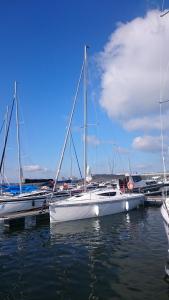 a group of sailboats are docked in a harbor at Czarter Zalew Wiślany KEJA in Kąty Rybackie